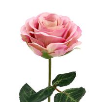 Seidenblumen, Textilpflanzen kaufen in Schweiz