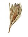 Banksia Hookerana natur 7St.