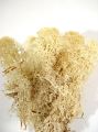 Islandmoos gebleicht (500gr)
