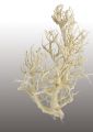 White Bush gebleicht 5St.