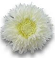 Chrysantheme Teddy 63cm Weiß