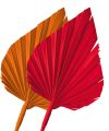 Palmspear sortiert rot/orange 50St.