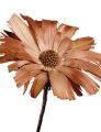 Repens Rosette Super 10 - 12cm 20St.