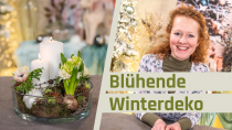 Kategorie Blühende Winterdekoration