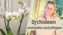 Kategorie Orchideen umtopfen