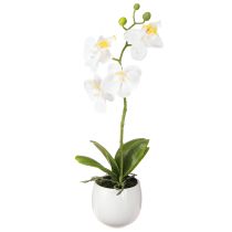 Kategorie Orchideen