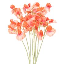 Kategorie Gartenblume & Wiesenblume