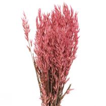 Trockenblumen, Hafer getrocknetes Getreide Deko Pink 65cm 160g