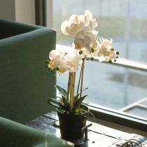 Artikel Künstliche Orchidee im schwarzen Topf 60 cm weiss