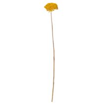 Artikel Trockenblumen Achillea Gelb, Schafgarbe, ca. 45–60 cm, 1 kg