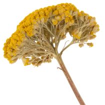 Artikel Trockenblumen Achillea Gelb, Schafgarbe, ca. 45–60 cm, 1 kg