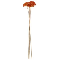 Artikel Achillea Orange Trockenblumen Schafgarbe 45-60 cm 1 kg