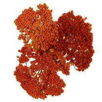 Artikel Achillea Orange Trockenblumen Schafgarbe 45-60 cm 1 kg