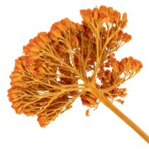 Artikel Achillea Orange Trockenblumen Schafgarbe 45-60 cm 1 kg