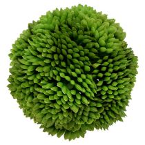 Alliumball 5cm Grün 4St