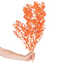 Artikel Trockenblumen Asparagus-Zweig gefärbt orange 65cm 80g