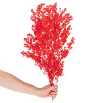 Artikel Getrockneter Asparagus Bund Rot 65 cm 80 g für floristische Dekoration