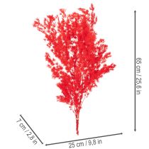 Artikel Getrockneter Asparagus Bund Rot 65 cm 80 g für floristische Dekoration