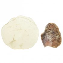 Artikel Austern Muscheln Capizscheiben im Netz Natur 3,5–9,5cm 2St