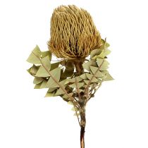 Banksia Baxterii Trockenblumen Natur 10St