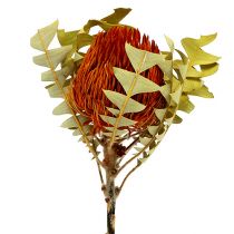 Banksia Baxterii Orange 8St