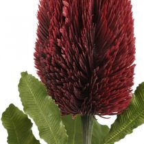 Kunstblume Banksia Rot Burgund Künstliche Exoten 64cm