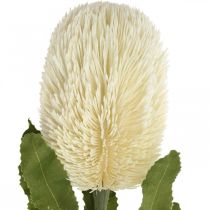 Artikel Künstliche Banksia Cremeweiss 64cm aus Kunststoff
