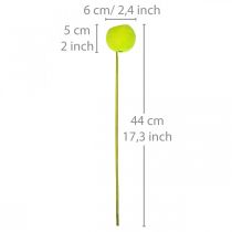 Artikel Bell Cup am Stiel Grün, Getrocknete Exoten, Ø 5–7 cm, 15 Stück