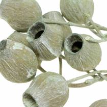 Artikel Bellgum Zweig 5cm - 7cm Grün gefrostet 20 St