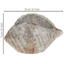 Artikel Blumentopf Muschel Steinoptik Antikgrau 22×18×13cm für drinnen