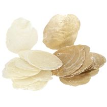 Artikel Capiz Scheiben in Natur Gold Muschel Schalen 60 St