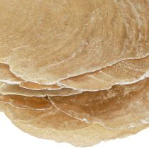 Artikel Capiz Scheiben in Natur Gold Muschel Schalen 60 St