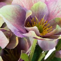 Artikel Künstliche Christrose Bund violett 35 cm 6 Stiele für Innenbereich