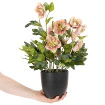 Artikel Helleborus künstliche Topfpflanze Christrose 50 cm Rosa-Grün