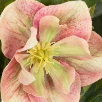 Artikel Helleborus künstliche Topfpflanze Christrose 50 cm Rosa-Grün