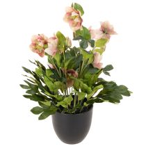 Artikel Helleborus künstliche Topfpflanze Christrose 50 cm Rosa-Grün