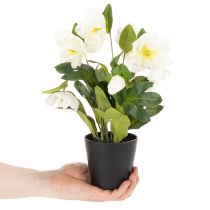 Artikel Christrose im schwarzen Topf 34 cm künstlich Weiss