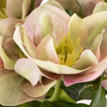 Artikel Christrose künstlich 30 cm Bund mit 4 Stielen in Rosa-Grün