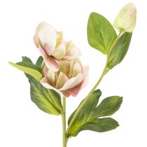 Artikel Christrose künstlich 30 cm Bund mit 4 Stielen in Rosa-Grün