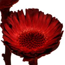 Artikel Compacta Rosette Rot aus Holz Ø 4,5–6,5 cm 40 Stück
