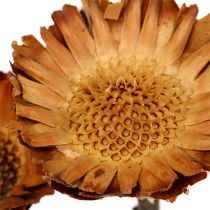 Artikel Compacta Rosette Trockenblumen 100 Stück, ca. 26–30 cm, Natur
