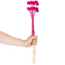 Artikel Craspedia Trockenblumenbund 55 cm Pink 20 Stiele für Dekoration