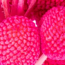 Artikel Craspedia Trockenblumenbund 55 cm Pink 20 Stiele für Dekoration