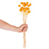Artikel Craspedia Trockenblumenstrauss 55 cm Orange 20 Stück