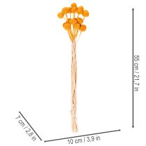 Artikel Craspedia Trockenblumenstrauss 55 cm Orange 20 Stück