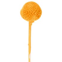 Artikel Craspedia Trockenblumenstrauss 55 cm Orange 20 Stück