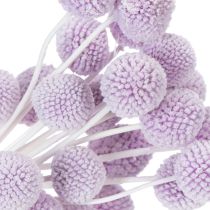 Artikel Craspedia Trockenblumen Helllila 55cm 20 Stück für Tischdeko und Wohnraum