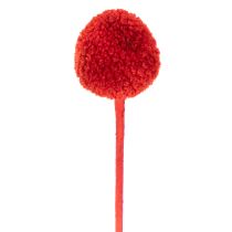 Artikel Getrocknete Craspedia in Rot, 55 cm, 20 Stiele