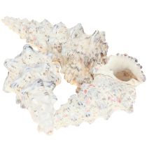 Artikel Deko Schneckenhäuser Schwarz Weiß, Muschel Naturdeko 1kg