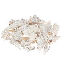 Artikel Deko Schneckenhäuser Schwarz Weiß, Muschel Naturdeko 1kg